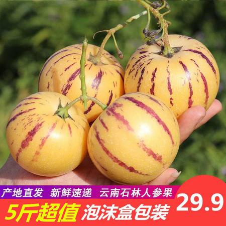 云南石林人參果 當季新鮮黃肉圓果，整箱批發包郵到家
