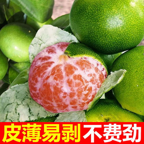 新鮮蜜桔批發指南 薄皮青桔的多倉發貨優勢