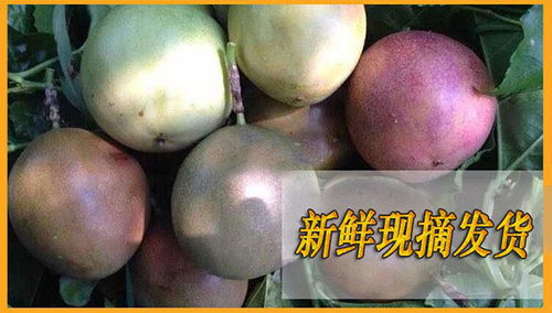 廣西百香果 從枝頭鮮到舌尖的味蕾盛宴