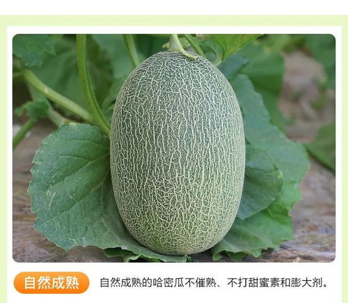 海南哈密瓜 當季鮮果優選，西州蜜瓜與網紋瓜批發指南
