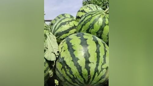 原棚美都西瓜，甜蜜之約，新鮮直達