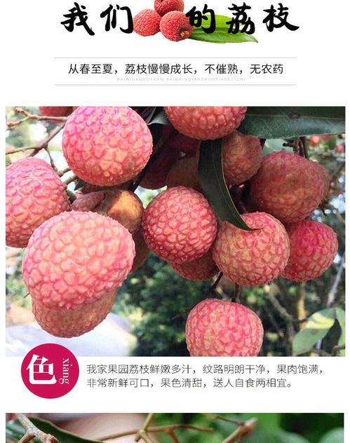 荔枝新鮮上市 應(yīng)季孕媽首選，果園直供非妃子笑，廣東現(xiàn)摘批發(fā)包郵攻略