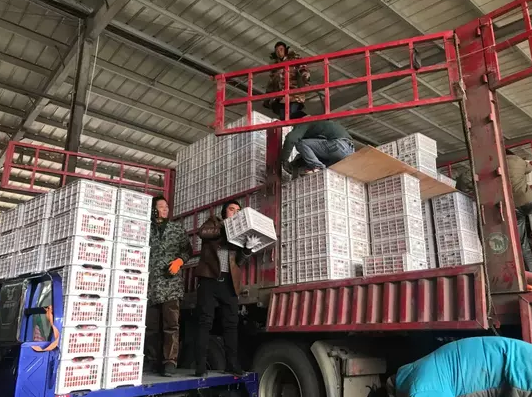鄭州蘋果批發商的寒冬 入行20年，今年行情最差